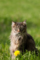 Kater Norwegische Waldkatze Rassekatze auf einer Wiese blickt direkt in die Kamera
