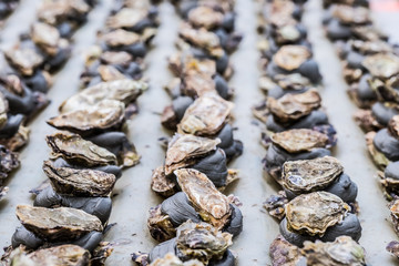 Détail petites huitres en cours de production, bassins d'ostréiculteur