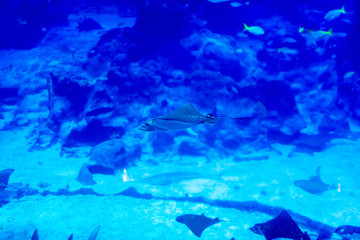 Blurry photo of an Eagle ray Myliobatidae in a sea aquarium