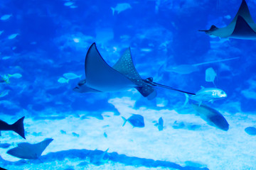 Blurry photo of an Eagle ray Myliobatidae in a sea aquarium