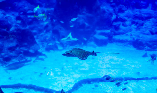 Blurry photo of an Eagle ray Myliobatidae in a sea aquarium