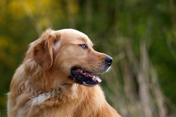 Golden Retriever Mix Rüde im Portrait schaut sich um