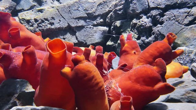 Red montipora digitata cultured hard coral in aquarium. Cave montipora capricornis underwater world and fish, depth of sea waters, stones and atolls, swimming fish and abyss scenery, aquatic wildlife