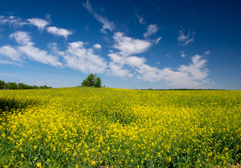 Picturesque canola field and lonely tree under blue sky with white fluffy clouds