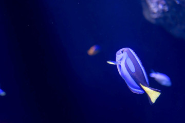 Blurry photo of a Blue Tang Fish Paracanthurus hepatus or Dory in a Sea Aquarium