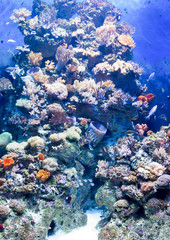 Fototapeta na wymiar Blurry photo of different sat water fishes in a sea aquarium