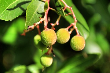 Arbutus Unedo fruits