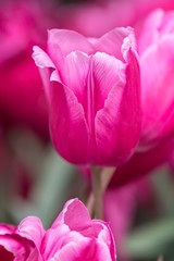 pink tulip flower in spring in the garden