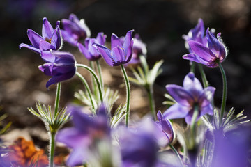 Pasque or anemone flowers in sunny spring forest