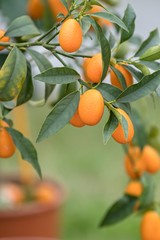 Kumquat growing on tree