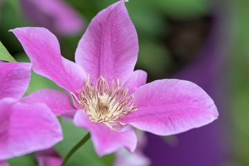 Naklejka premium clemantis flower in bloom in spring