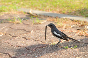Oriental Magpie Robin (Copsychus Saularis) carrying a grass worm in its beak.
