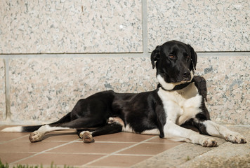 Cão preto e branco exposto ao sol num jardim de casa.