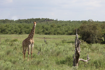 Giraffe / Giraffe / Giraffa Camelopardalis