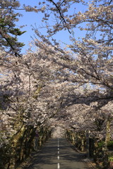 伊豆高原桜並木