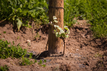 Floração de vinha com folhas verdes.
