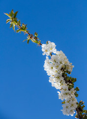 White flower isolated in a wild garden.