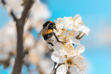 A large bee / bubmlebee pollinating a plum tree blossom