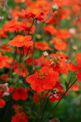 Bright red flowers Geum coccineum Borisii
