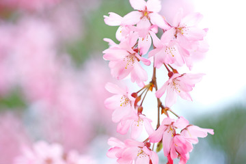 シダレザクラ　ピンクの花