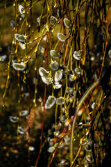 fluffy goat willow flowers