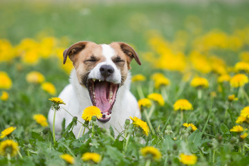 Hund Rassehund Jack Russel Terrier im Frühling gähnt und zeigt zähne lachender Hund beißen...