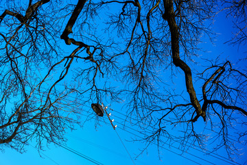 tree branches and a lantern against a blue sky