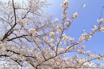 稲取高原の桜