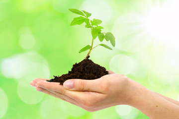 Organic food concept - female hands holding small plant of tomato growing with soil on eco green background (mixed).