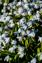 white-blue flowers of snowdrops
