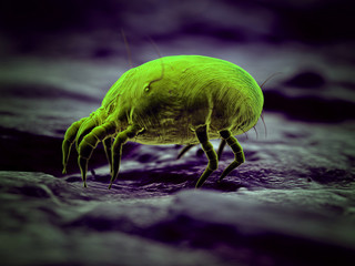 3d rendered illustration of a house dust mite