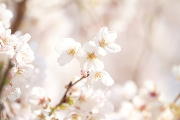 Fototapeta na wymiar 稲取高原の桜