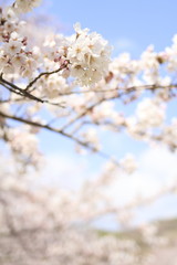 稲取高原の桜