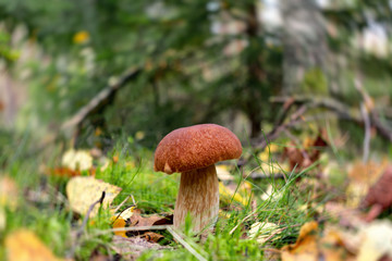 Edible boletus edulis mushroom, known as a penny bun or king bolete growing in a forest - image