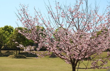 さくら　風景　満開　栃木