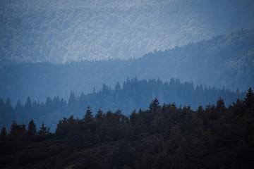 silhouette of fir trees in the mountains