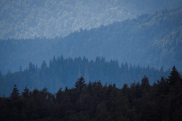 silhouette of fir trees in the mountains