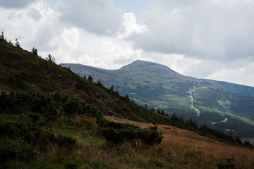 silhouette of fir trees in the mountains