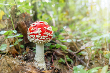 Small mushroom amanita known as fly agaric grows in the forest at sunrise - image