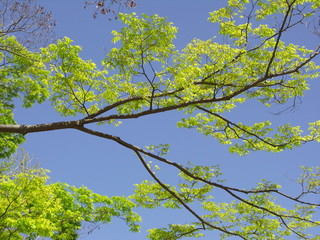 芽吹きの欅と青空