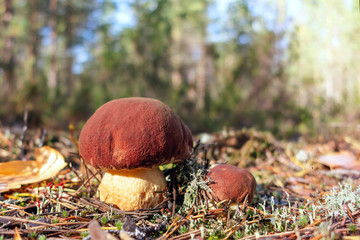 Two beautiful little mushrooms boletus edulis, known as a penny bun, grow in a pine forest at sunrise - image