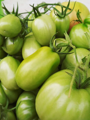 A branch with green fresh ripened tomatoes