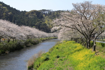 Fototapeta na wymiar 那賀川堤の桜並木と菜の花