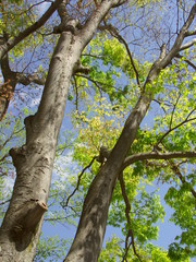芽吹きの欅と青空