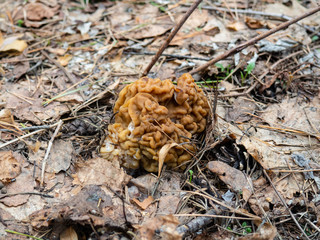 Gyromitra esculenta