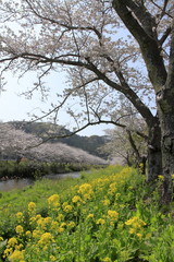 那賀川堤の桜並木と菜の花