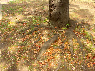 春の木漏れ日の中の桜の落葉