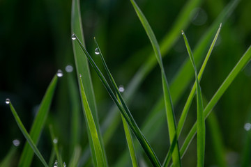 tautropfen am grashalm