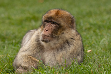 Obraz premium Monkey Relax