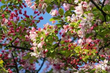 rosa blüten